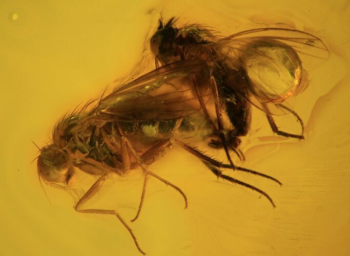 Mating Fossil Flies (Diptera) In Baltic Amber #58072